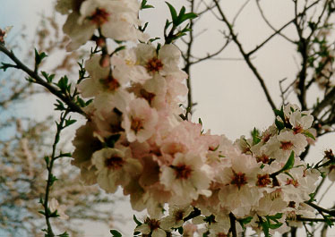 The almond tree in Galil