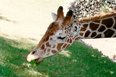 The Giraffa in the Safari park, Ramat Gan
