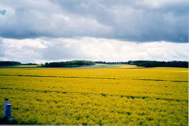 The yellow fields in France