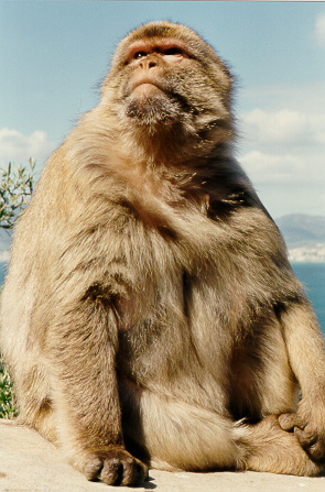 The wild monkey on the Rock of Gibraltar