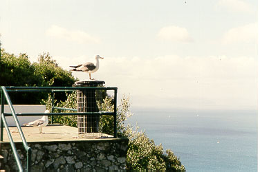 The seagull on the Rock of Gibraltar