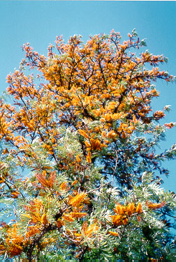 A blossoming tree near the Cineret banks