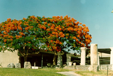 A blossoming tree in Zichron Jakov