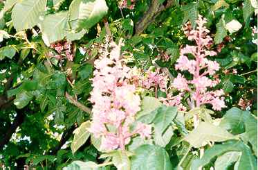 The blossoming Chestnut in Paris