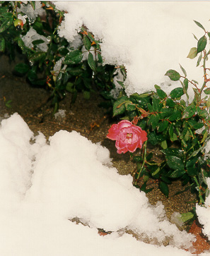The Rose under snow, in Ariel